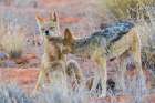 Black-backed jackal pair bonding in the Kalahari Desert of southern Africa Art Print